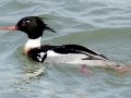 Red-breasted Merganser