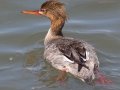 Red-breasted Merganser