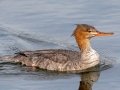 Red-breasted Merganser