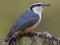 Red-breasted Nuthatch