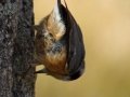 Red-breasted Nuthatch