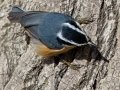 Red-breasted Nuthatch