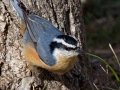 Red-breasted Nuthatch