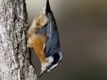 Red-breasted Nuthatch