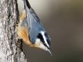 Red-breasted Nuthatch