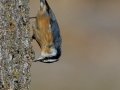Red-breasted Nuthatch