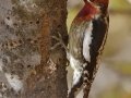 Red-breasted Sapsucker