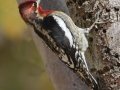 Red-breasted Sapsucker