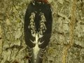 Red-breasted Sapsucker