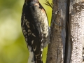 Red-breasted Sapsucker