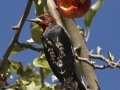 Red-breasted Sapsucker