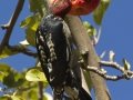 Red-breasted Sapsucker