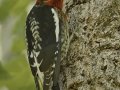 Red-breasted Sapsucker