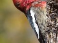 Red-breasted Sapsucker