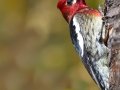 Red-breasted Sapsucker