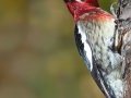 Red-breasted Sapsucker