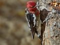 Red-breasted Sapsucker