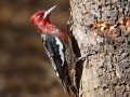 Red-breasted Sapsucker