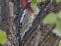 Red-breasted Sapsucker