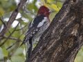 Red-breasted Sapsucker