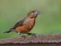 Red Crossbill - Laguna Mtns.--Big Laguna, Bill Laguna Mountain and West Meadow Area, San Diego, California,11/13/2019