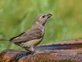 Red Crossbill - Laguna Mtns.--Big Laguna, Bill Laguna Mountain and West Meadow Area, San Diego, California,11/13/2019