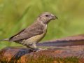 Red Crossbill - Laguna Mtns.--Big Laguna, Bill Laguna Mountain and West Meadow Area, San Diego, California,11/13/2019