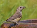 Red Crossbill - Laguna Mtns.--Big Laguna, Bill Laguna Mountain and West Meadow Area, San Diego, California,11/13/2019