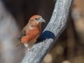 Red Crossbill - Laguna Mtns.--Big Laguna, Bill Laguna Mountain and West Meadow Area, San Diego, California,11/13/2019