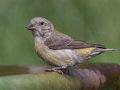 Red Crossbill - Laguna Mtns.--Big Laguna, Bill Laguna Mountain and West Meadow Area, San Diego, California,11/13/2019