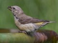 Red Crossbill - Laguna Mtns.--Big Laguna, Bill Laguna Mountain and West Meadow Area, San Diego, California,11/13/2019