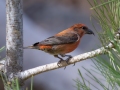 Red Crossbill - Male - Laguna Mountains, West Meadow Area