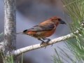 Red Crossbill - Laguna Mtns.--Big Laguna, Bill Laguna Mountain and West Meadow Area, San Diego, California,11/13/2019