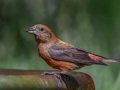 Red Crossbill - Laguna Mtns.--Big Laguna, Bill Laguna Mountain and West Meadow Area, San Diego, California,11/13/2019