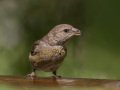 Red Crossbill - Laguna Mtns.--Big Laguna, Bill Laguna Mountain and West Meadow Area, San Diego, California,11/13/2019
