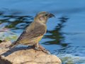 Red Crossbill - Laguna Mtns.--Big Laguna, Bill Laguna Mountain and West Meadow Area, San Diego, California,11/13/2019