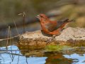 Red Crossbill - Laguna Mtns.--Big Laguna, Bill Laguna Mountain and West Meadow Area, San Diego, California,11/13/2019
