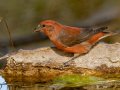 Red Crossbill - Laguna Mtns.--Big Laguna, Bill Laguna Mountain and West Meadow Area, San Diego, California,11/13/2019