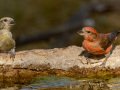 Red Crossbill - Laguna Mtns.--Big Laguna, Bill Laguna Mountain and West Meadow Area, San Diego, California,11/13/2019