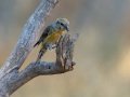 Red Crossbill - Laguna Mtns.--Big Laguna, Bill Laguna Mountain and West Meadow Area, San Diego, California,11/13/2019