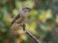 Red Crossbill - Laguna Mtns.--Big Laguna, Bill Laguna Mountain and West Meadow Area, San Diego, California,11/13/2019