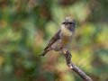 Red Crossbill - Laguna Mtns.--Big Laguna, Bill Laguna Mountain and West Meadow Area, San Diego, California,11/13/2019