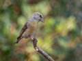 Red Crossbill - Laguna Mtns.--Big Laguna, Bill Laguna Mountain and West Meadow Area, San Diego, California,11/13/2019