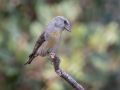 Red Crossbill - Male - Laguna Mountains, West Meadow Area