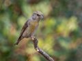 Red Crossbill - Laguna Mtns.--Big Laguna, Bill Laguna Mountain and West Meadow Area, San Diego, California,11/13/2019