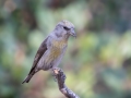 Red Crossbill - Female - Laguna Mountains, West Meadow Area