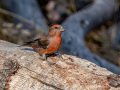 Red Crossbill - Laguna Mtns.--Big Laguna, Bill Laguna Mountain and West Meadow Area, San Diego, California,11/13/2019