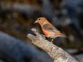 Red Crossbill - Laguna Mtns.--Big Laguna, Bill Laguna Mountain and West Meadow Area, San Diego, California,11/13/2019