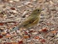 Red-flanked Bluetail