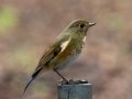 Red-flanked Bluetail